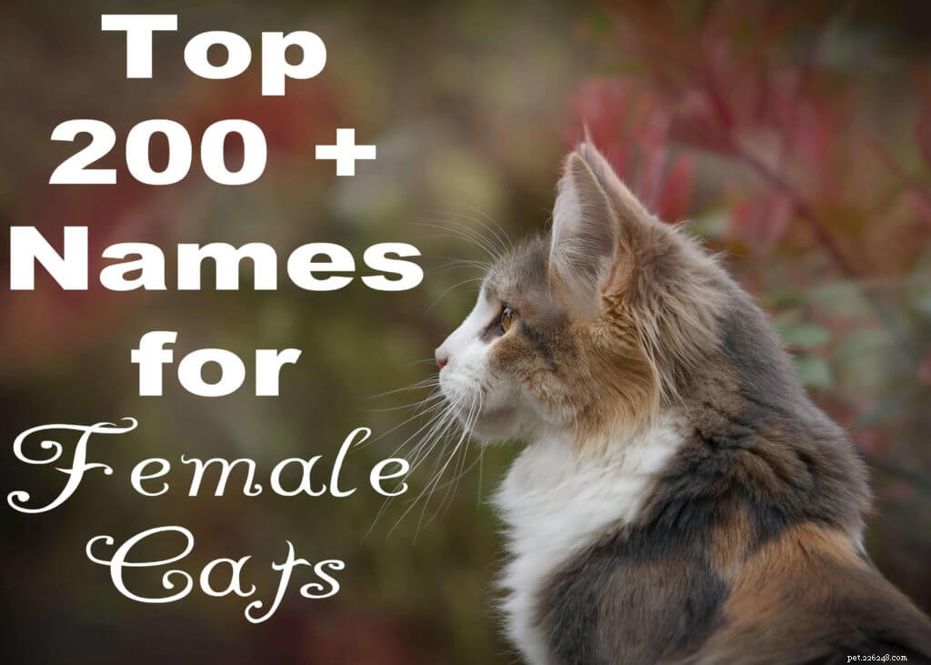 Os 200 nomes mais populares para gatas (A-Z) 