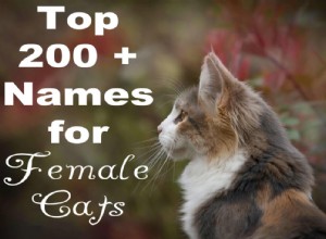 암컷 고양이에게 가장 인기 있는 200가지 이름(A-Z)