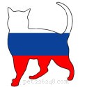 I 51 migliori nomi di gatti russi