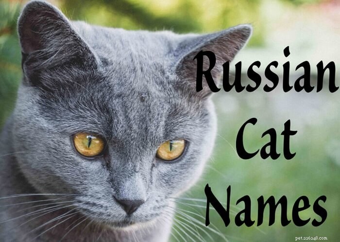 Os 51 melhores nomes de gatos russos