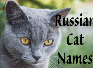 51 nejlepších jmen ruských koček