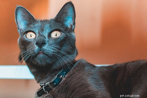 Os 51 melhores nomes de gatos russos