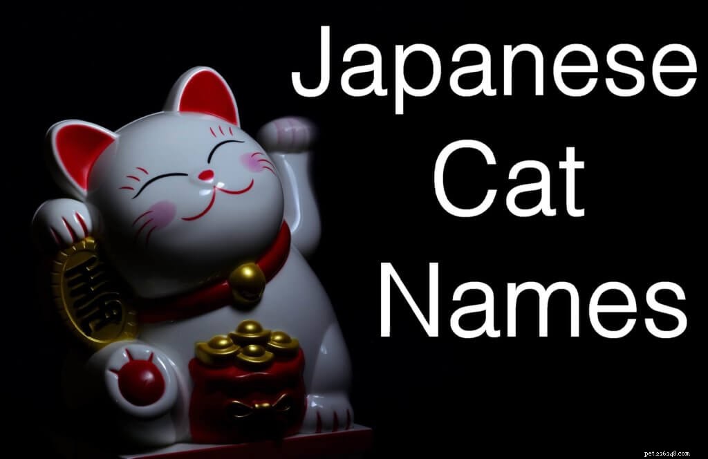 100 adorables noms de chats japonais que vous allez adorer