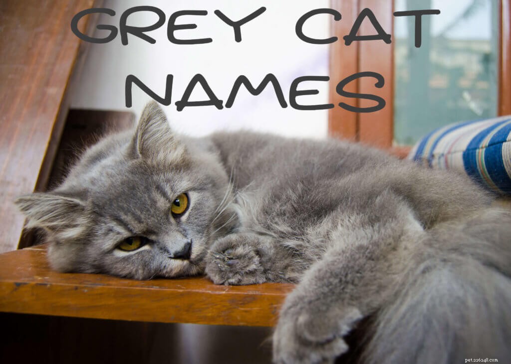 121 nejlepších jmen šedých koček