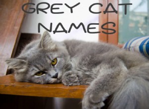 Os 121 melhores nomes de gatos cinza