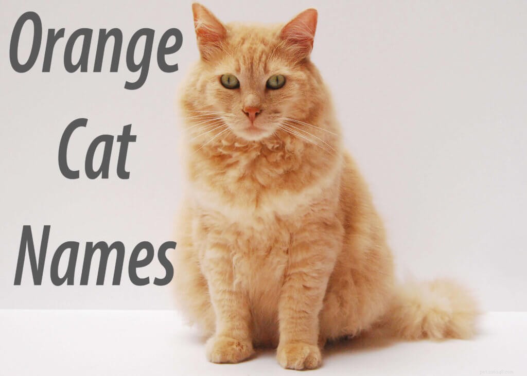 당신이 좋아할 가장 인기 있는 주황색 고양이 이름 200가지 