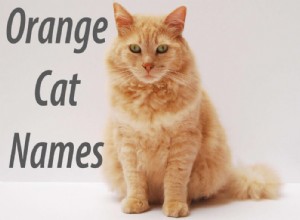 200 mest populära orange kattnamn du kommer att älska