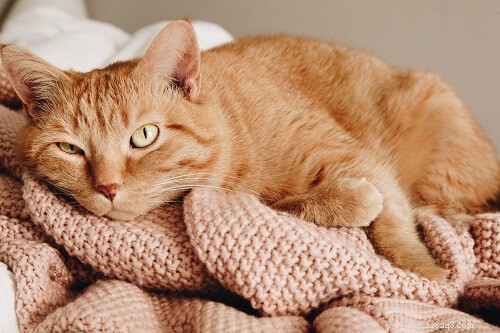 200 nomes de gatos laranja mais populares que você vai adorar