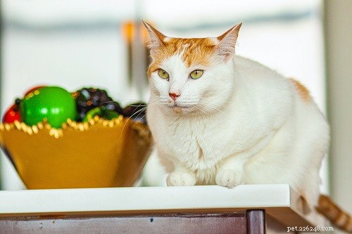 200 nejoblíbenějších jmen oranžové kočky, která si zamilujete