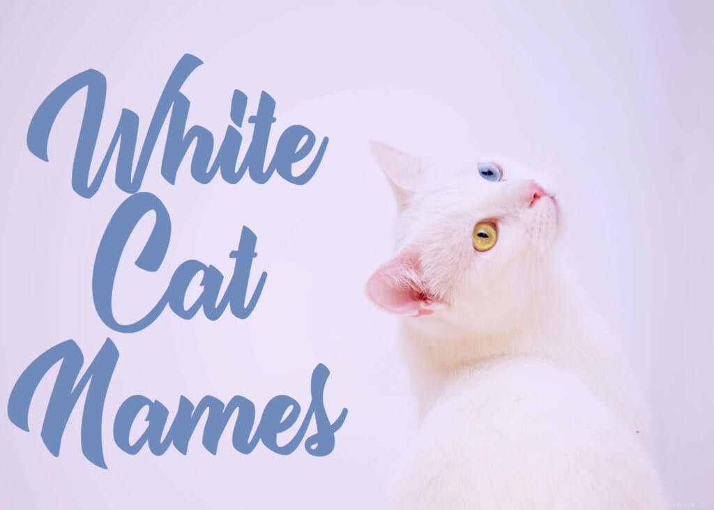 255 милых и очаровательных имен белых кошек