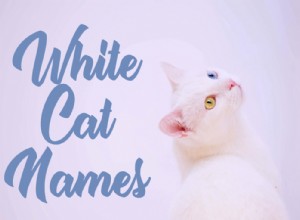 255 nomes de gatos brancos fofos e adoráveis