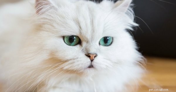 255 roztomilých a rozkošných jmen bílých koček