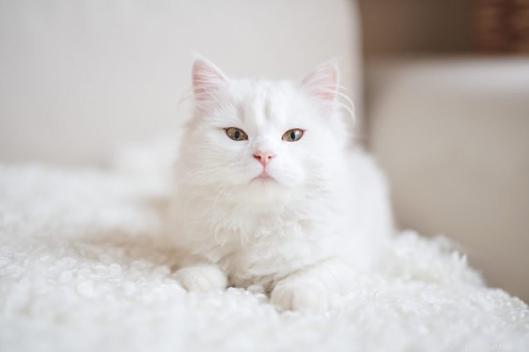255 noms de chats blancs mignons et adorables