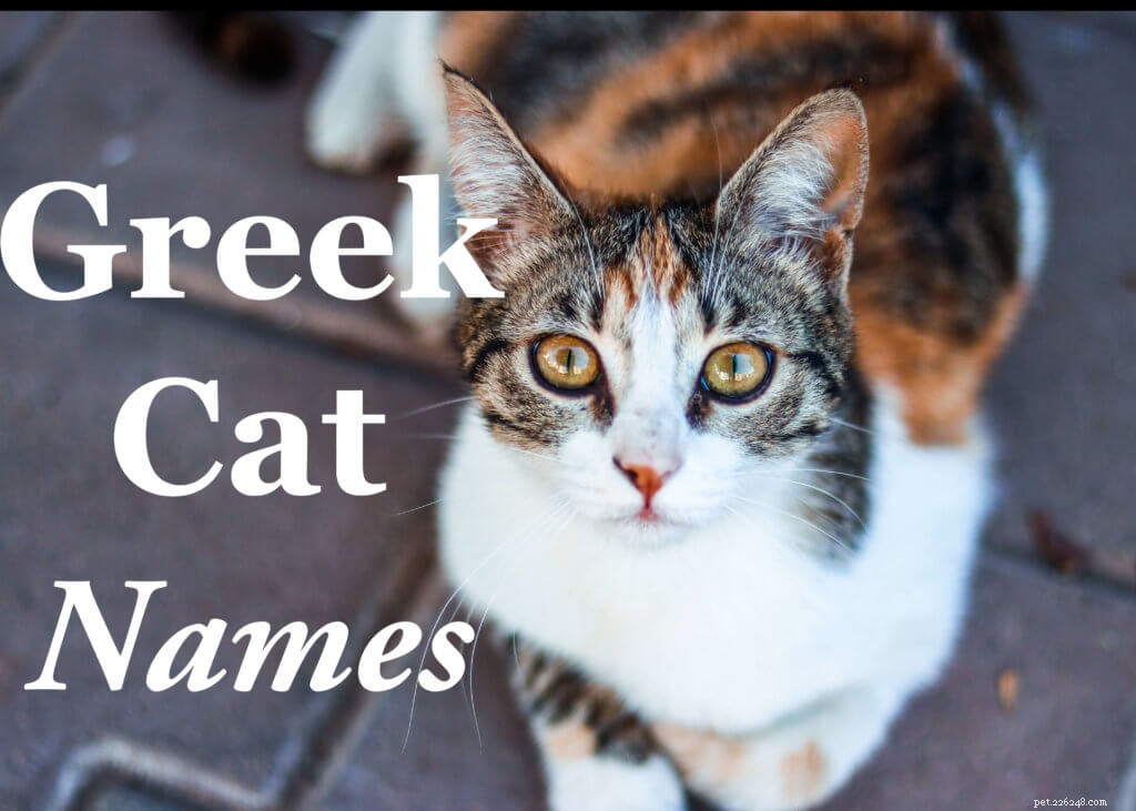 猫のための50の人気のあるギリシャ神話の名前 