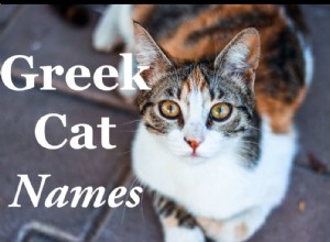 50 populära grekiska mytologinamn för katter