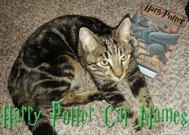 70 noms de chats magiques Harry Potter que vous allez adorer