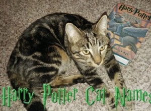 あなたが好きになる70の魔法のハリーポッター猫の名前 