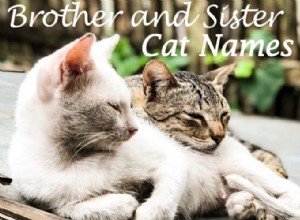 De 100 bästa kattnamnen för bröder och syster