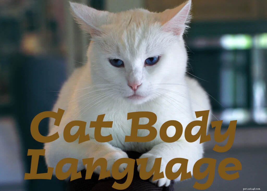 Kattenlichaamstaal:wat probeert uw kat u te vertellen?