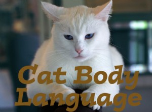 Kattenlichaamstaal:wat probeert uw kat u te vertellen?