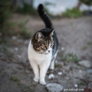 Язык тела кошки:что ваша кошка пытается вам сказать?