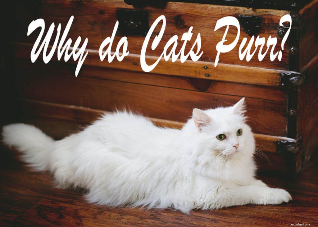 Jak kočky vrní a proč?