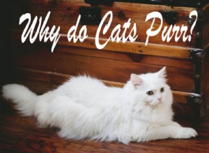 고양이는 어떻게, 그리고 그 이유는 무엇입니까?