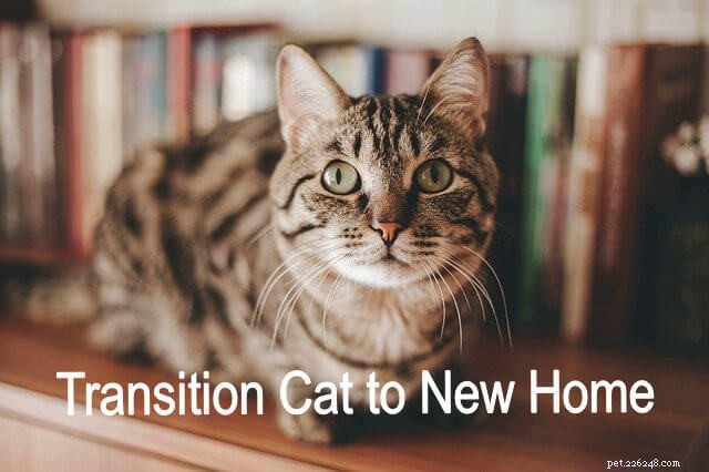 猫を新しい家に移す 
