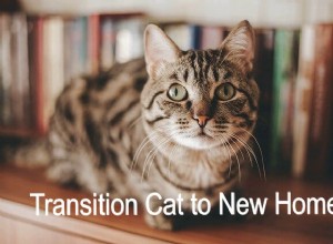 Transição do seu gato para a nova casa