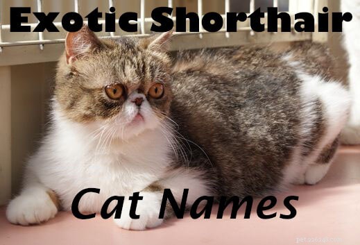 125キュートで愛らしいエキゾチックショートヘアの猫の名前 