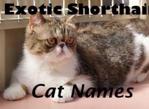 125 söta och bedårande exotiska korthåriga kattnamn
