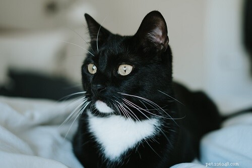 タキシード猫のための150の最高の白黒の名前 
