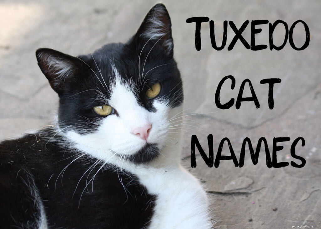 150 nejlepších černobílých jmen pro smokingové kočky