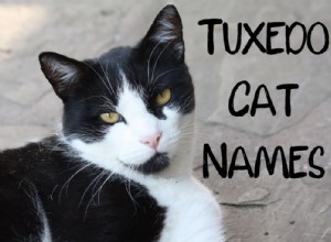 タキシード猫のための150の最高の白黒の名前 