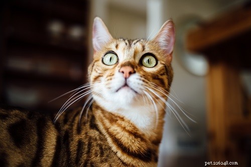 벵골 고양이를 위한 105가지 이국적인 이름