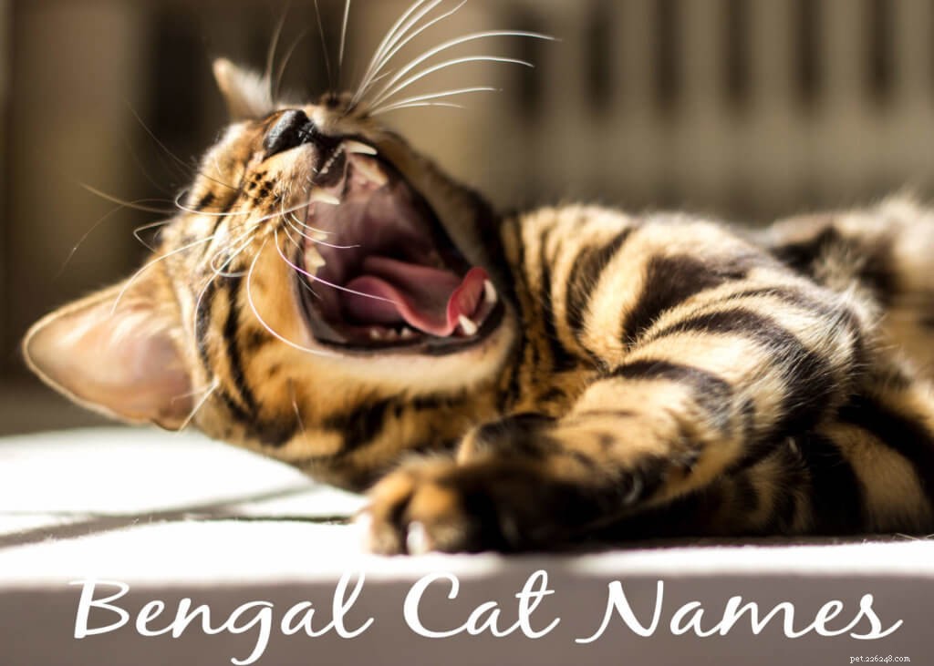 ベンガル猫の105のエキゾチックな名前 