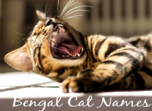 105 exotische namen voor Bengaalse katten