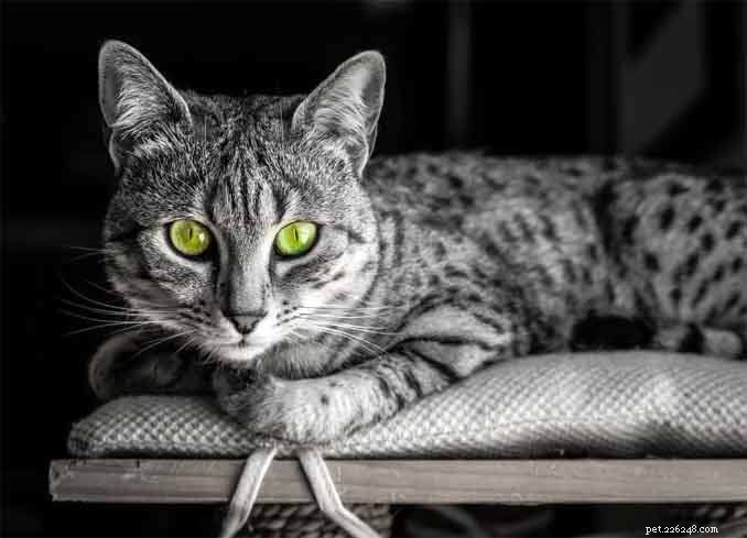 100 divokých a exotických kočičích jmen pro egyptské maus