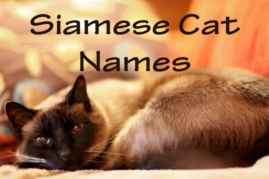 101最も人気のあるシャム猫の名前 