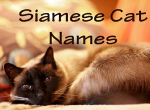 101개의 가장 인기 있는 샴 고양이 이름