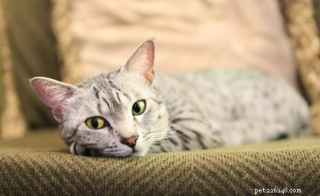 이집트 Maus를 위한 100가지 야생 및 이국적인 고양이 이름