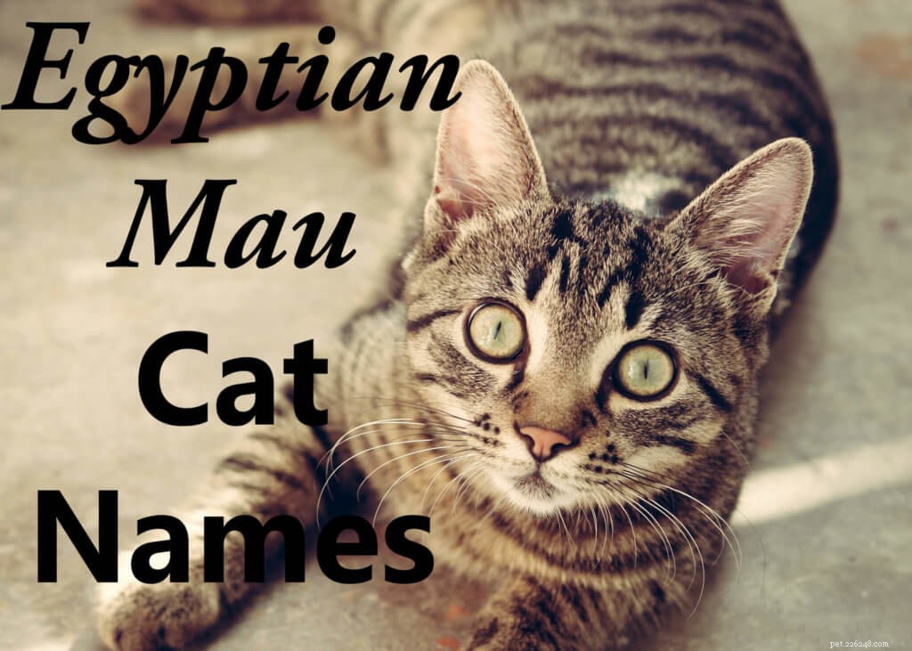 이집트 Maus를 위한 100가지 야생 및 이국적인 고양이 이름
