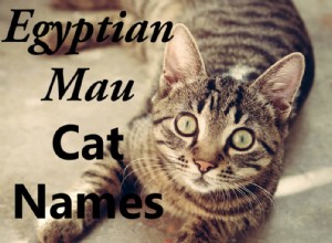 エジプシャンマウのための100の野生およびエキゾチックな猫の名前 