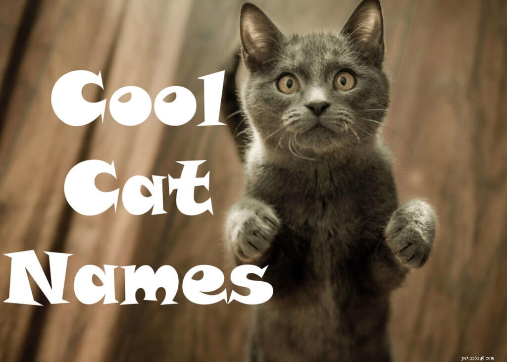 105 coole kattennamen