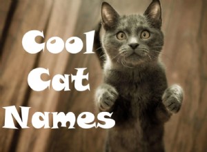 105 coole kattennamen