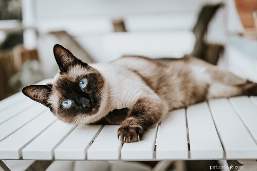 101 populairste Siamese kattennamen