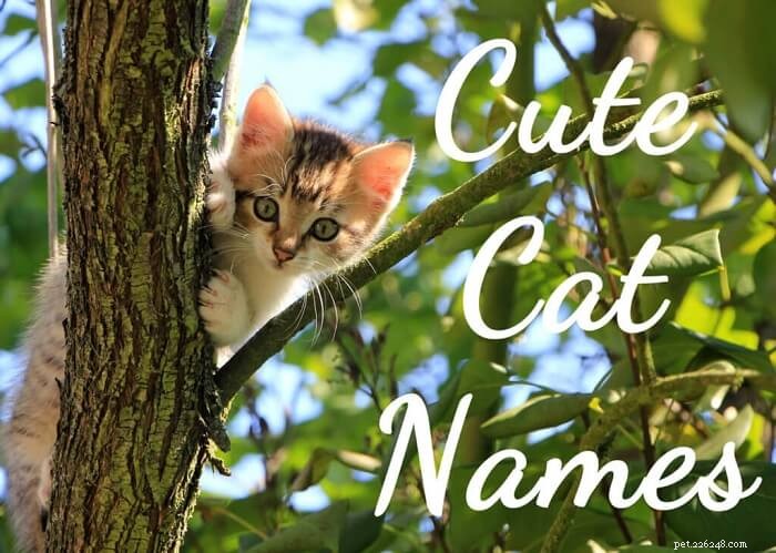 가장 인기 있는 귀여운 고양이 이름 150개