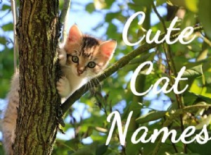 150 populairste namen voor schattige katten
