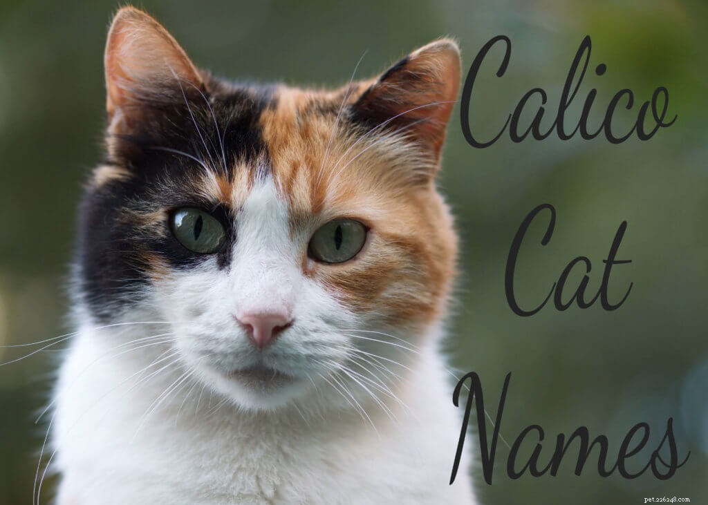 101 Awesome Calico Cat Namn och betydelser