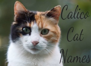 101 Awesome Calico Cat-namen en betekenissen